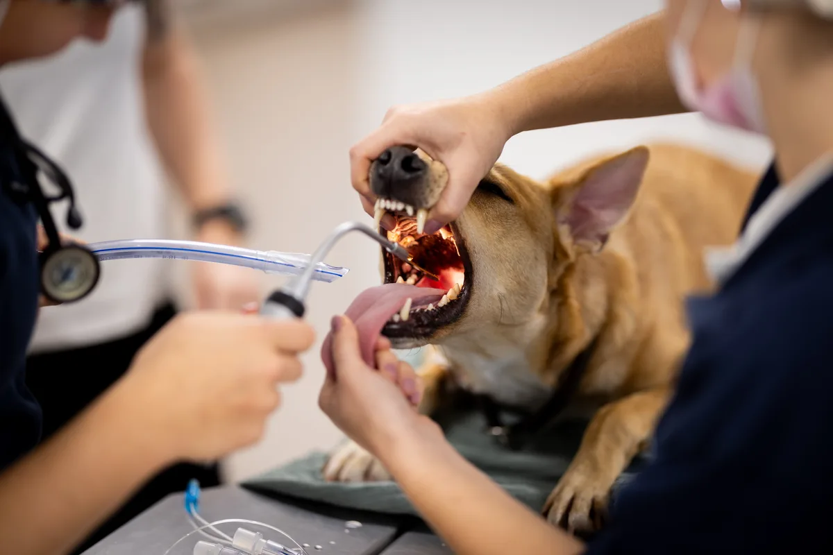 Die Assistentinnen prüfen das Maul des Hunds.